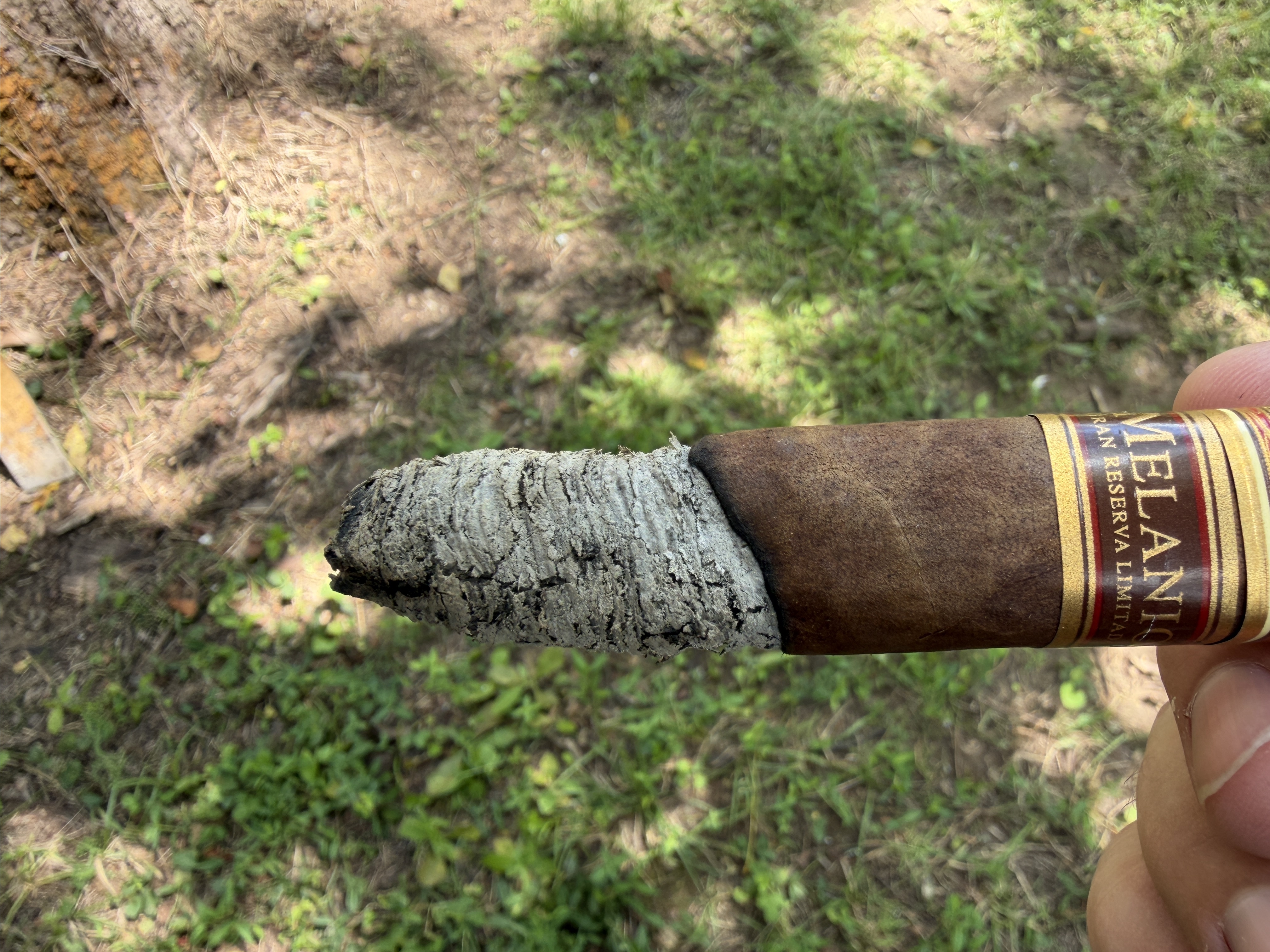 Inch-plus of tight gray ash holding on the Melanio Figurado above the red Melanio band